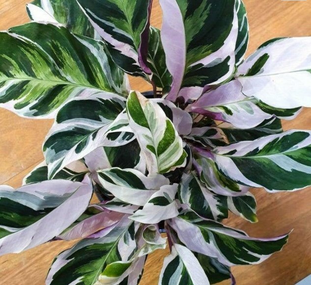 100 seeds Rare  Calathea  Plant Fusion White Flowers 