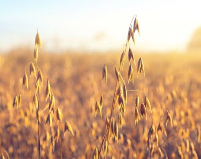 Organic Whole Grain Oat Groats – Non-GMO, Kosher, Raw, Vegan – Food to Live