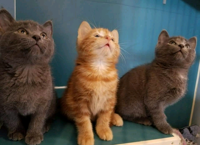 Beautiful kittens in KirkbyinAshfield, Nottinghamshire Gumtree