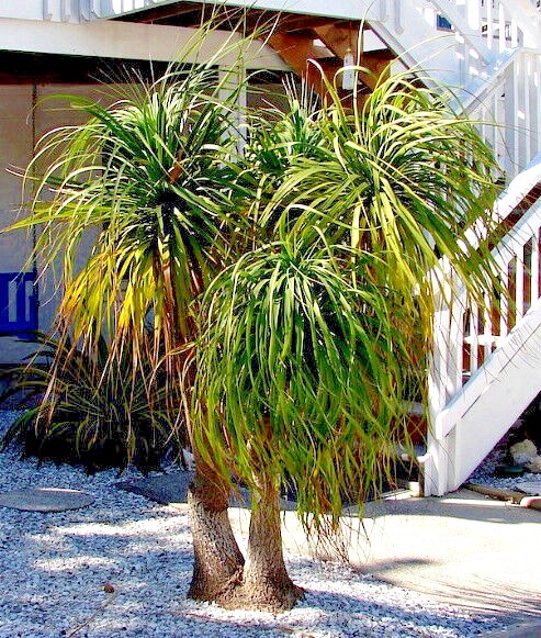 Ponytail Palm Tree Seeds Beaucarnea recurvata Elephant Foot Indoor House Plant