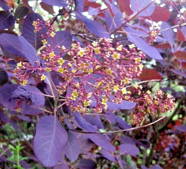 purple smoke tree 50 seeds, Cotinus coggygria,puffball flowers and purple leaves