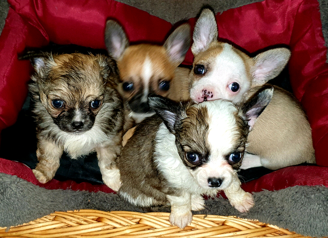 So Cute Chihuahua Puppys In Sheffield South Yorkshire Gumtree