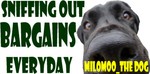 milomoo_thedog