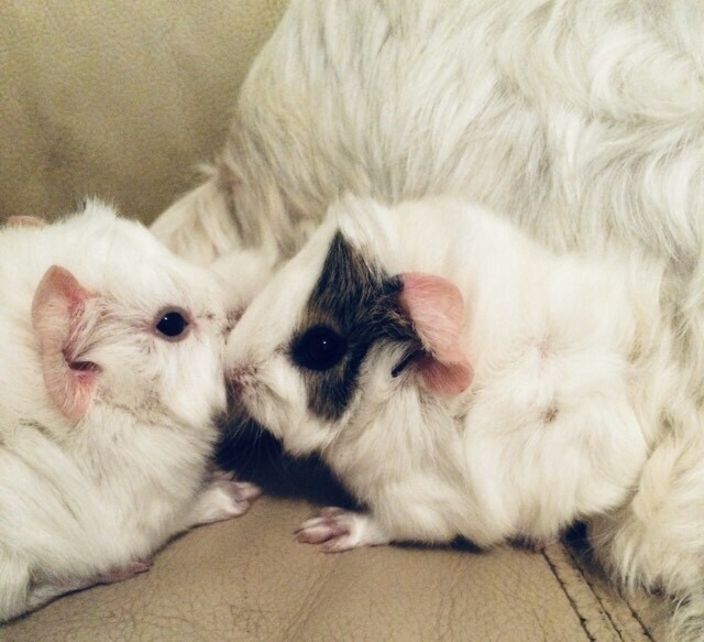 Guinea pig babies long haired | Other Pets | Gumtree Australia Swan