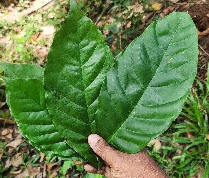 Coffee Leaves