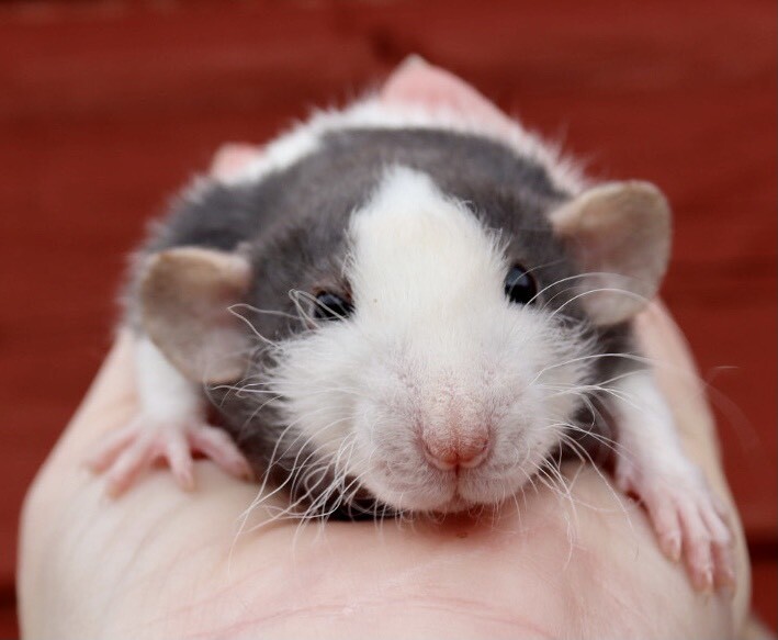 Fancy dumbo rat babies ready now. in Spennymoor, County Durham Gumtree