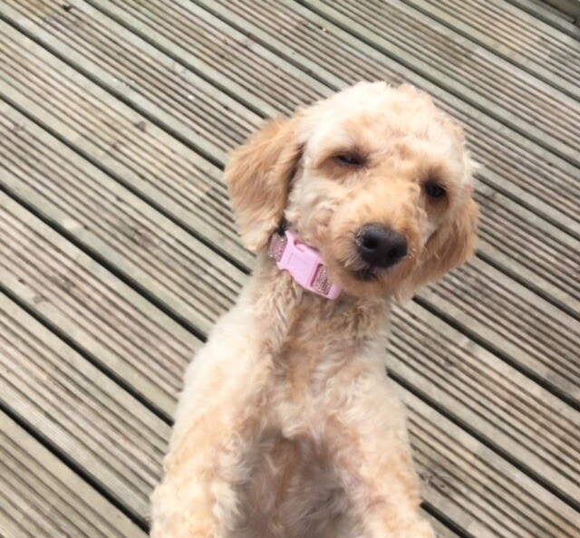 Rescue Toy Apricot Male Poodle in Kings Lynn, Norfolk Gumtree