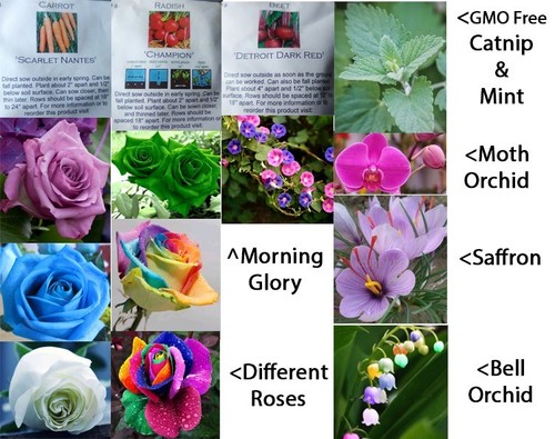 Free Seed Vault, SuperBlue Immune Gargle, Silver Bullet Colloidal Silver + More