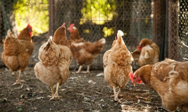 Download Egg laying Hens Chickens | Birds | Gumtree Australia ...