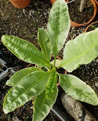 Duang Surii - Talea - Ramificata