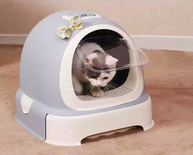 Kittens In Geelong Region Vic Cats Kittens Gumtree Australia Free Local Classifieds