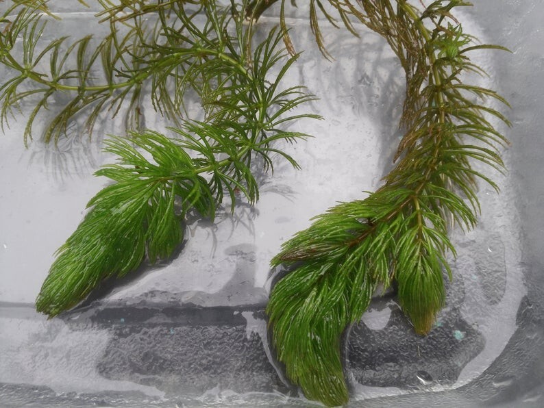 BUY 2 GET 1 FREE Hornwort (Ceratophyllum) Live Aquarium Pond Plant Planted Tank