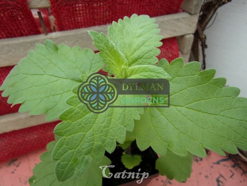 Catnip Live Plant Nepeta Cataria, Medicinal Herb, Tea