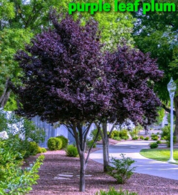 8+ Purple Leaf Plum tree Cuttings!! Clone your own trees: Fastest Shipping!!