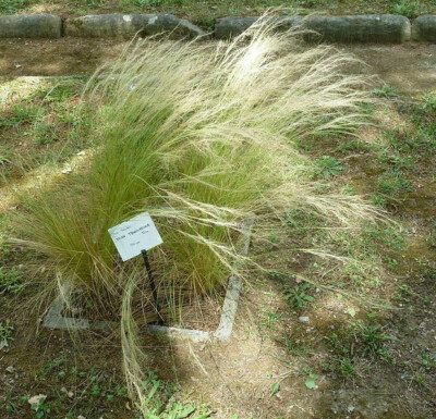 MEXICAN FEATHER GRASS 153 SEEDS STIPA TENUISSMA, HARDY, ORNAMENTAL GRASS USA SEL
