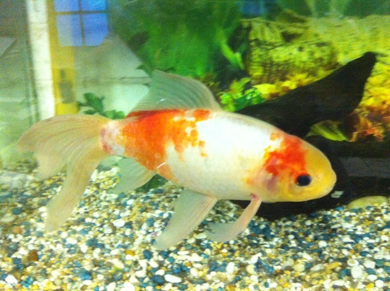 Pond fish in Norwich, Norfolk Gumtree