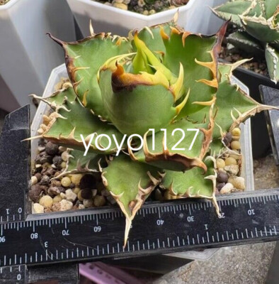 Agave''titanota red catwezzle'' Succulent Titanota weazle Home Garden 6-8CM