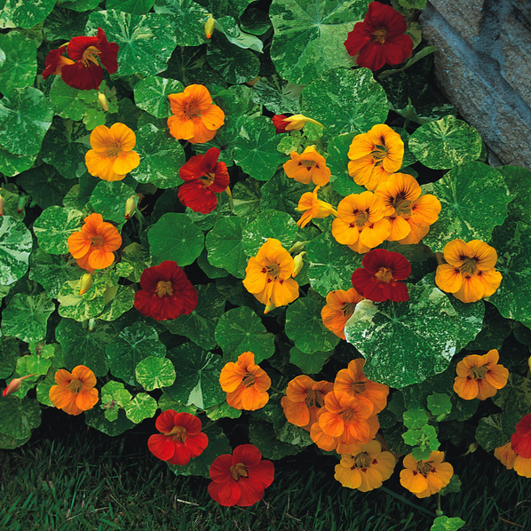 Alaska Mix Nasturtium Seeds | 25 - 250 Seeds | Non-GMO | Free Shipping | 1198