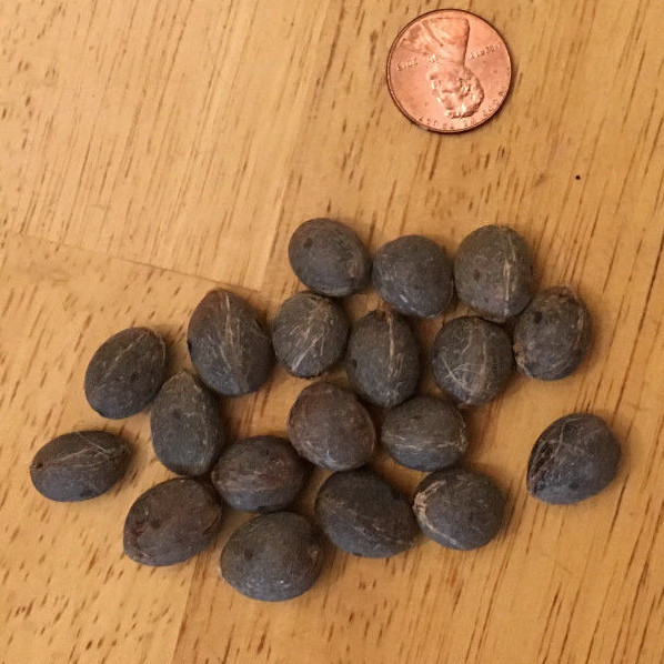 Butia odorata (capitata) var. strictor - 20 seeds - cold hardy palm