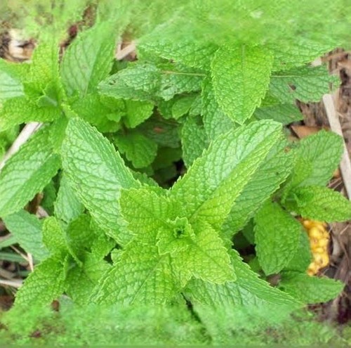 Mint Seeds 500++ spearmint seeds, Mentha spicata ,herb NON-GMO Heirloom Seeds US