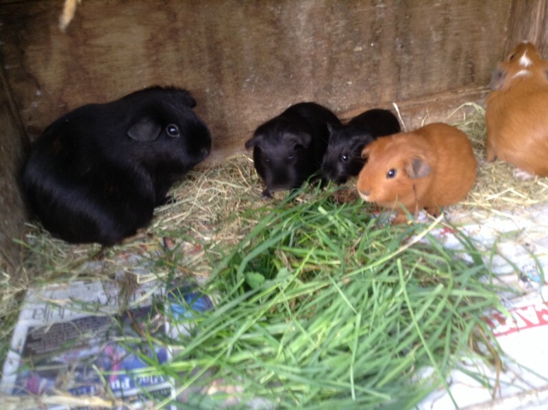 Baby Guinea pig for sale in Norwich, Norfolk Gumtree