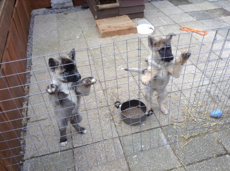 Japanese Akita/German Shepherd puppies | in Japan