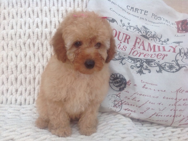 Pedigree toy poodle girl puppy in Llanelli, Carmarthenshire Gumtree
