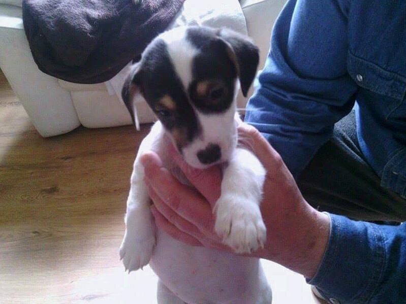 Jack Russell Pups In Kirriemuir Angus Gumtree