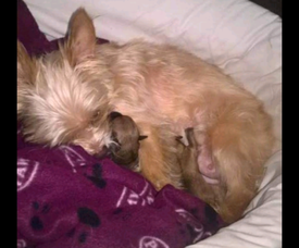 Yorkiepoo Pups For Sale In South East London London Gumtree