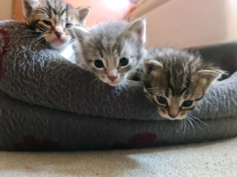 British short-haired tabby kittens for sale | in Salisbury, Wiltshire