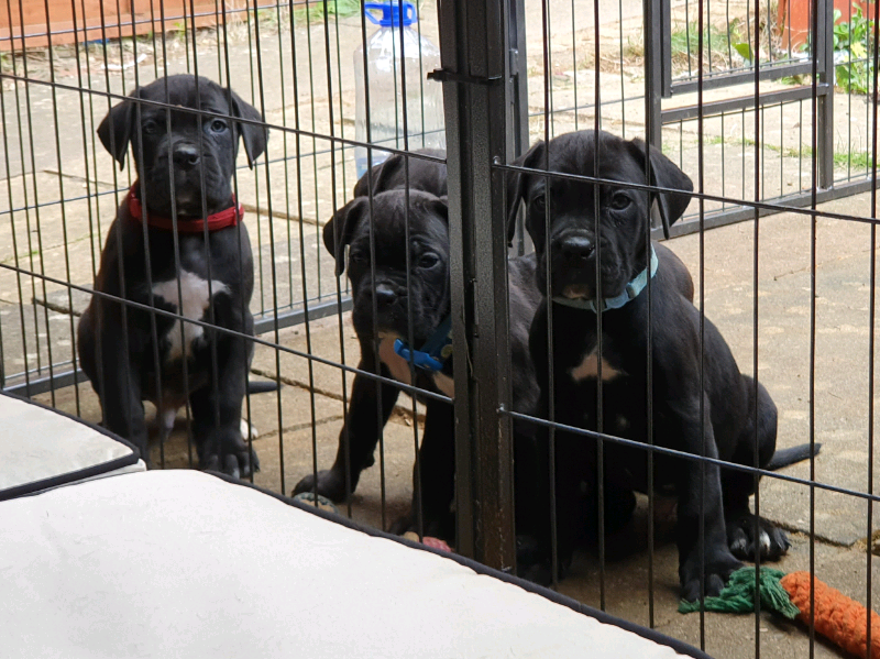 Iccf Cane Corso Uk Litter 5 Generations Mulitchampion Bloodlines In Wellingborough Northamptonshire Gumtree