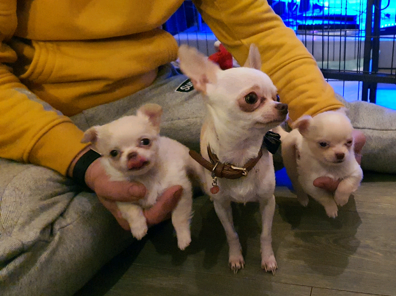KC REGISTERED Teacup chihuahua in Sidcup, London Gumtree