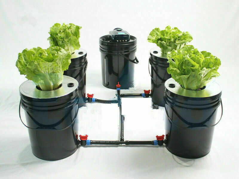 Diagram Of A Deep Water Culture Dwc Hydroponic System vrogue.co