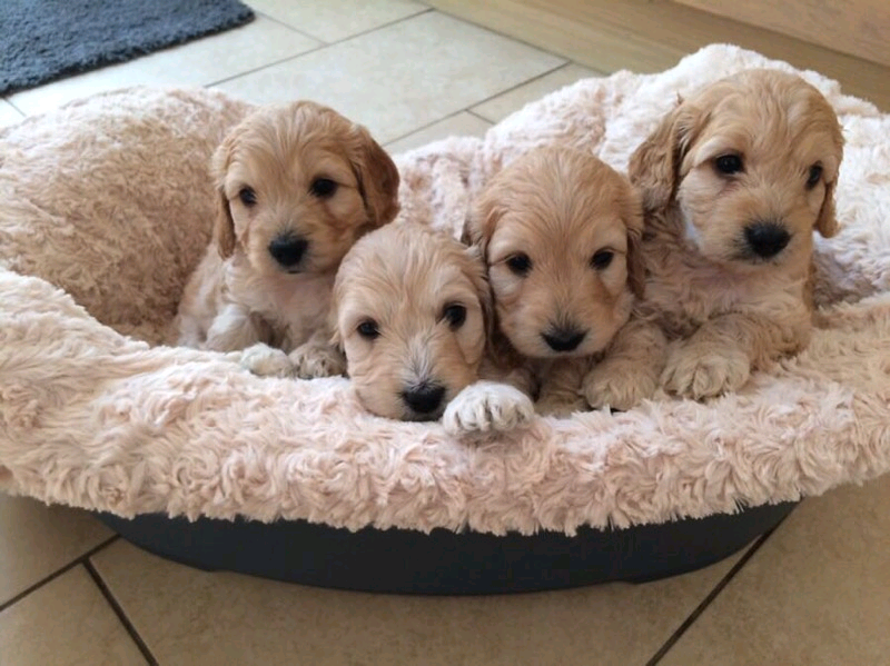 Beautiful Cockapoo puppies for sale | in Middlesbrough ...