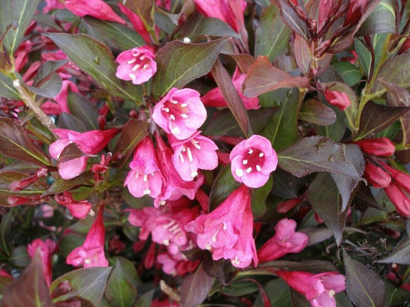 Wine & Roses Shrub, Weigela Florida 'Alexandra', 6-12