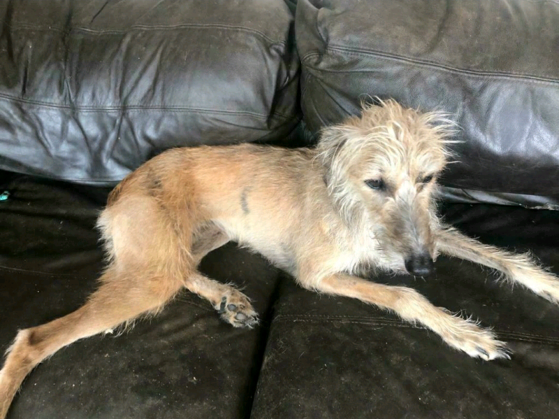 Lurcher for sale in UK 41 secondhand Lurchers