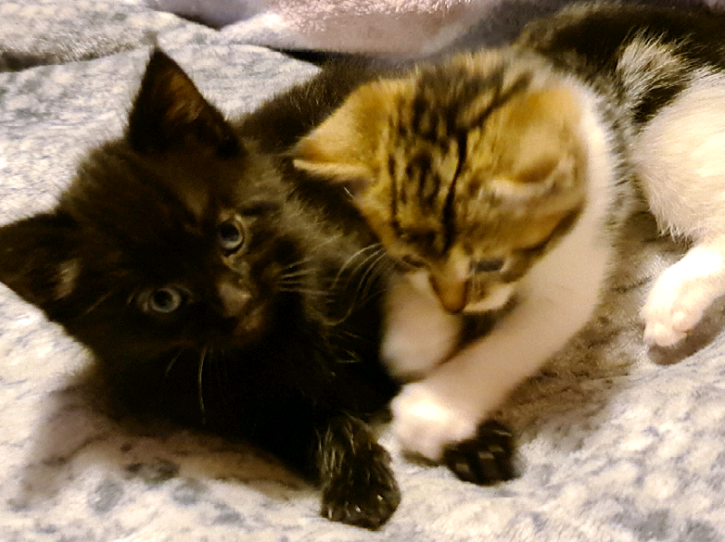 Kittens | in Wilmslow, Cheshire | Gumtree