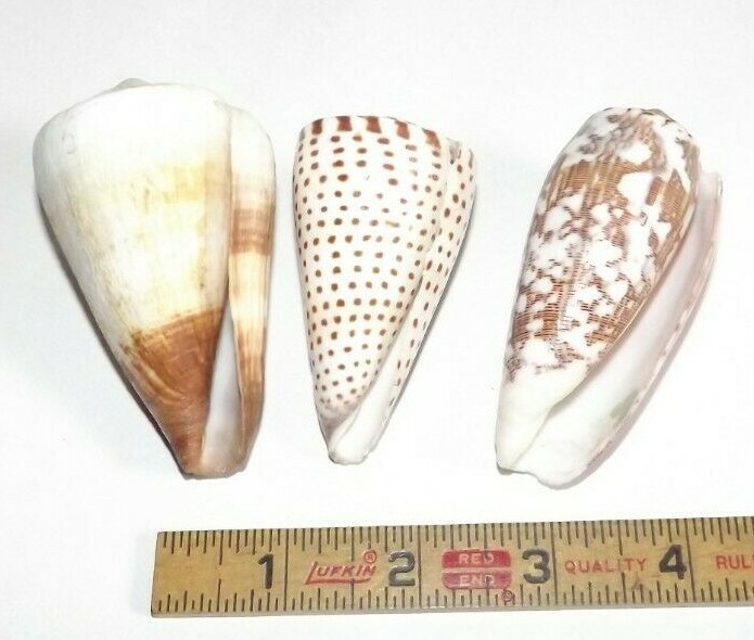 Lot of 3 Large Cone Specimen Sea Shell Conus sp. 70mm - 85mm