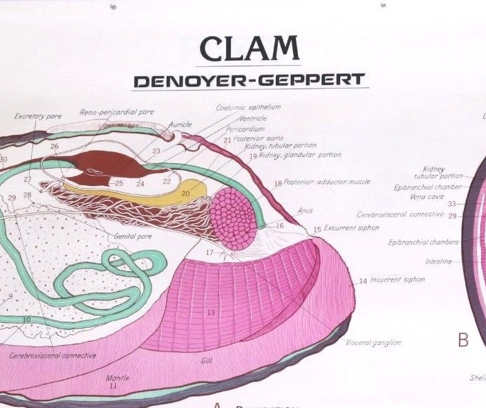Vintage Denoyer - Geppert Biology Wall Chart #1888 - Clam