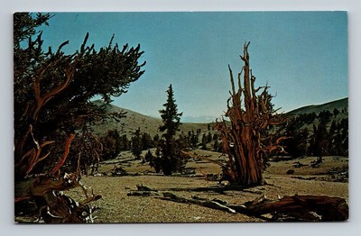 California CA Bristlecone Pine Forest Inyo National Forest Vintage Postcard