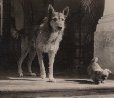 Vintage 1940s Cute Dog Adorable Tiny Pekinese Puppy Porch