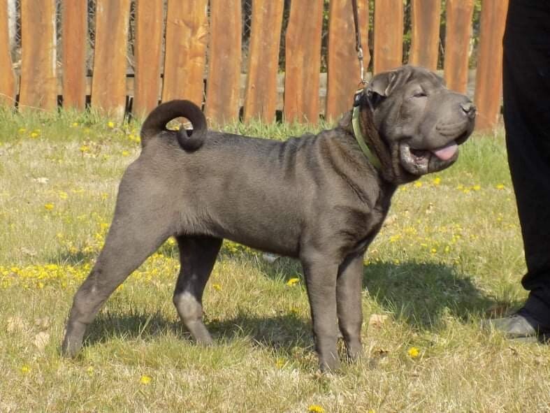 Shar pei for sale in East End, Glasgow Gumtree