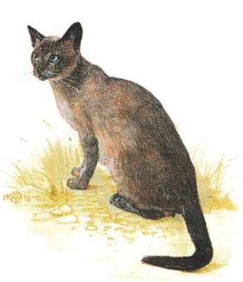 BLUE MINK TONKINESE Cat of the World Single Swap Playing Card
