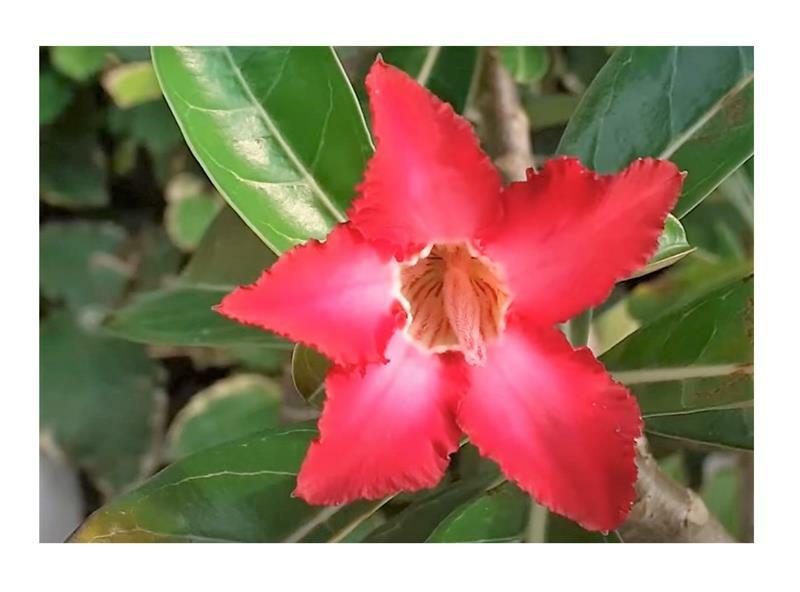 4x Adenium Somalense Var. Crispum WÃ¼Stenrose Pflanzen - Samen B590