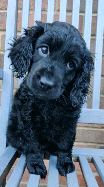 what-is-a-f3-cockapoo