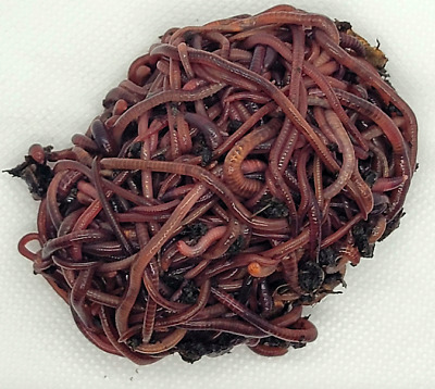 HomeGrownWorms.com - 500+ Live Red Wigglers - Composting Worms - Live Delivery!