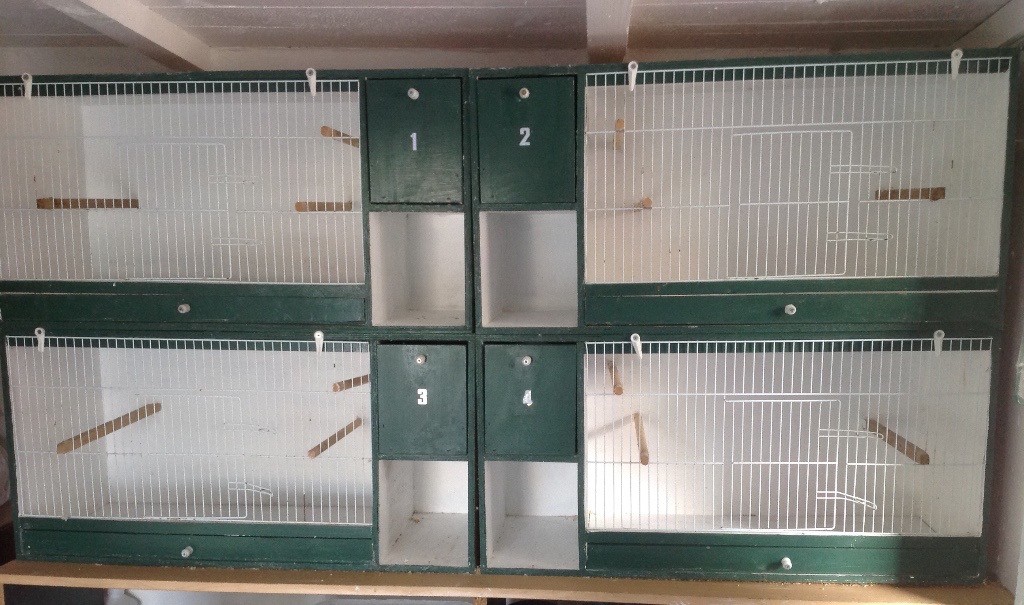 Budgie breeding cages in Peterlee, County Durham Gumtree