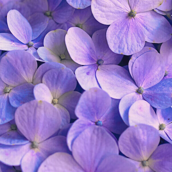 COLOR STREET PURPLES 100% nail polish strips NEW HTF Glitter Chrome Prince Neon