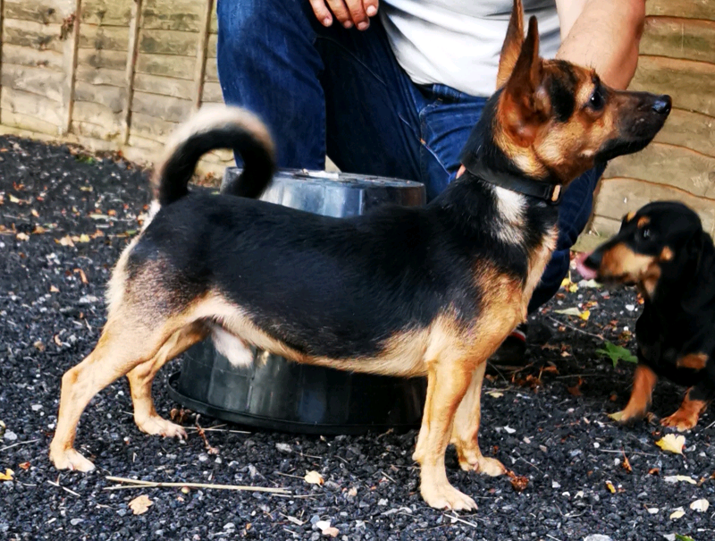 Much Wenlock terrier in Heathfield, East Sussex Gumtree