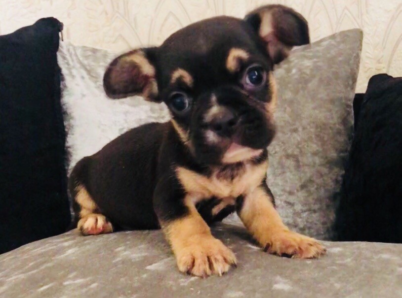 French Bulldog x Shih tzu Tri coloured in Chapelhall, North Lanarkshire Gumtree